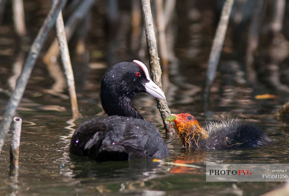 A coot feeds its chick al in the reeds along the shores of lake Piediluco, Umbria, Italy, Europe