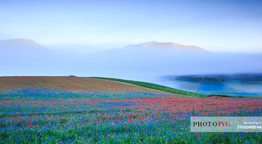 Magical atmosphere between fog and colors of the flowers in Castelluccio di Norcia, Umbria, Italy