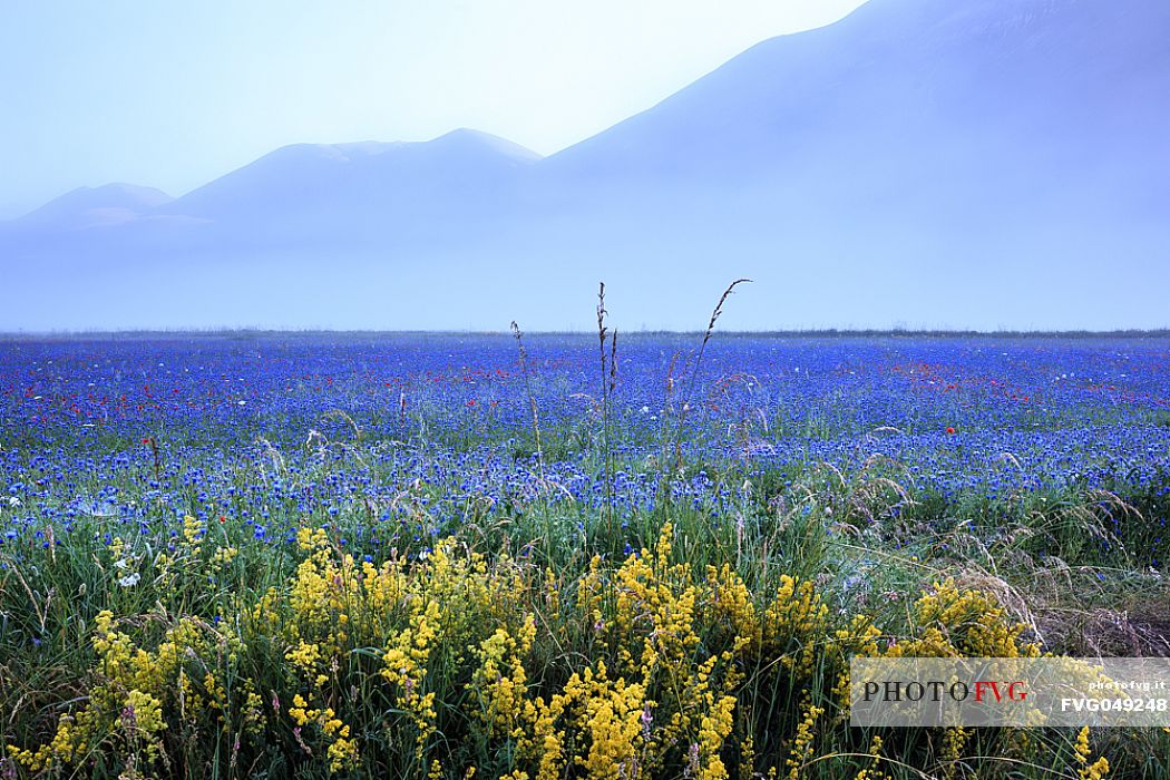 Magical atmosphere between fog and colors of the flowers in Castelluccio di Norcia, with Mount Vettore in the background. Umbria, Italy
