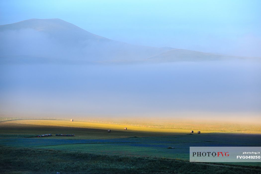 Magical atmosphere between fog and colors of flowers in Castelluccio di Norcia at the first light of dawn. Umbria, Italy