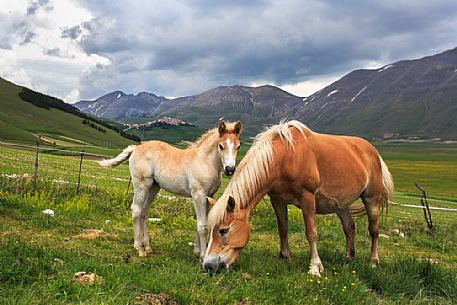 A foal with his mother, Piano Grande of Castelluccio di Norcia, Monti Sibillini national park, Umbria, Italy, Europe