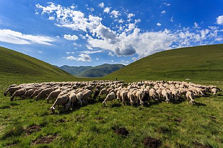 A flock of sheep at Pian Piccolo, Castelluccio di Norcia, Umbria, Italy, Europe.