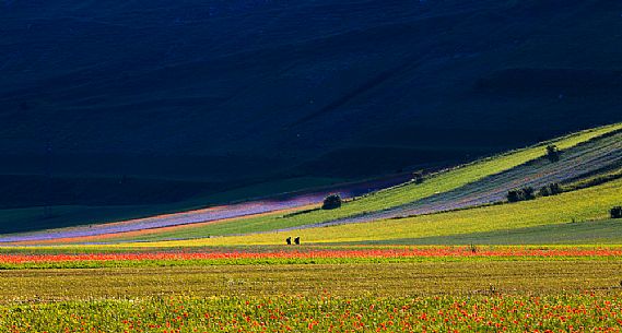 Hikers in the flowering meadows of Pian Grande of Castelluccio di Norcia, Sibillini National park, Umbria, Italy, Europe