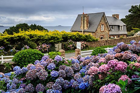 Flowering of hydrangeas in a garden of Perros-Guirec, Côtes-d'Armor province, Brittany, France, Europe
