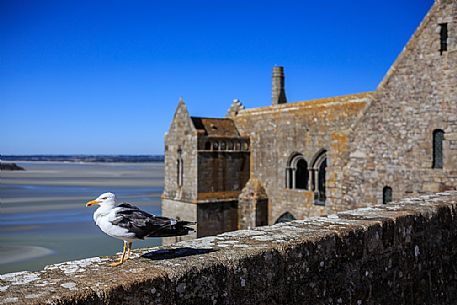 Seagull standing on a stone wall, low tide near ancient Mont Saint-Michel abbey, Normandy, France. Europe
