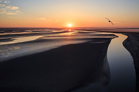 Seagull flying over the sea of Mont Saint Michel at dawn, Normandy, France, Europe