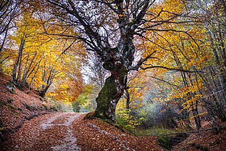 Aspectacular autumn landscape in the mountains near Monte San Vito, ValnUmbria, Italy, Europe