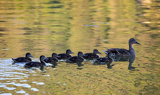 Mother duck and her ducklings lined up on the waters of lake Piediluco reflecting the golden light of the evening, Umbria, Italy, Europe