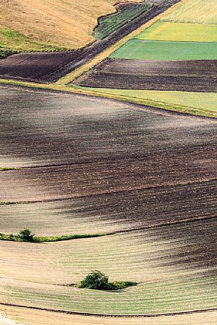 Detail of lentil fields in Castelluccio di Norcia in summer, Umbria, Italy, Europe