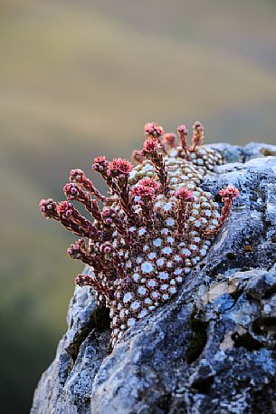 Sempervivum arachnoideum in the Sibillini mountains near Castelluccio di Norcia, Umbria, Italy, Europe