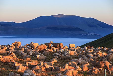 First light of dawn on a flock of sheep in Forca di Presta (Sibillini mountains), in the background Castelluccio di Norcia and the fog of the Piano Grande