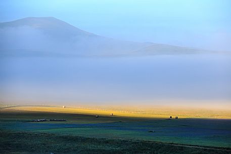 Magical atmosphere between fog and colors of flowers in Castelluccio di Norcia at the first light of dawn. Umbria, Italy