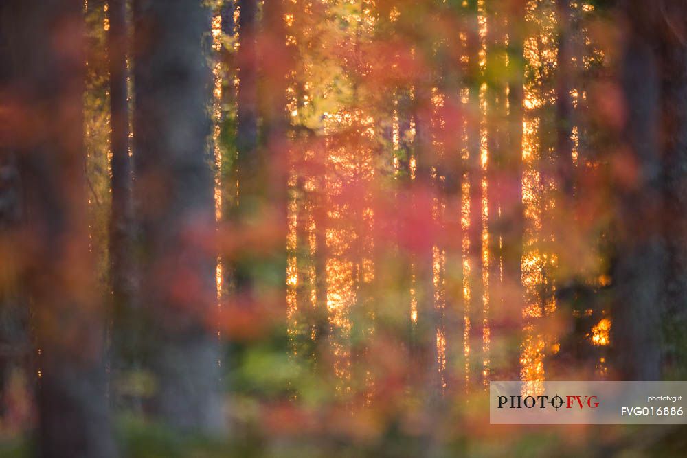 The beautiful lowlight of sunset in the boreal forest through autumn colors