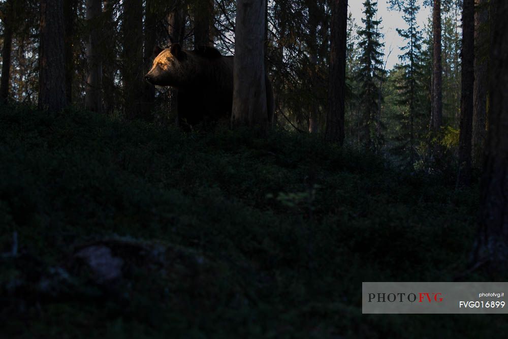 Ursus acrctos - A last ray of light ona bear face