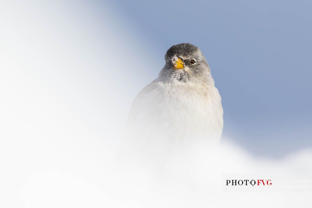 Montifringilla nivalis - a white winged snowfinch seen trough the snow