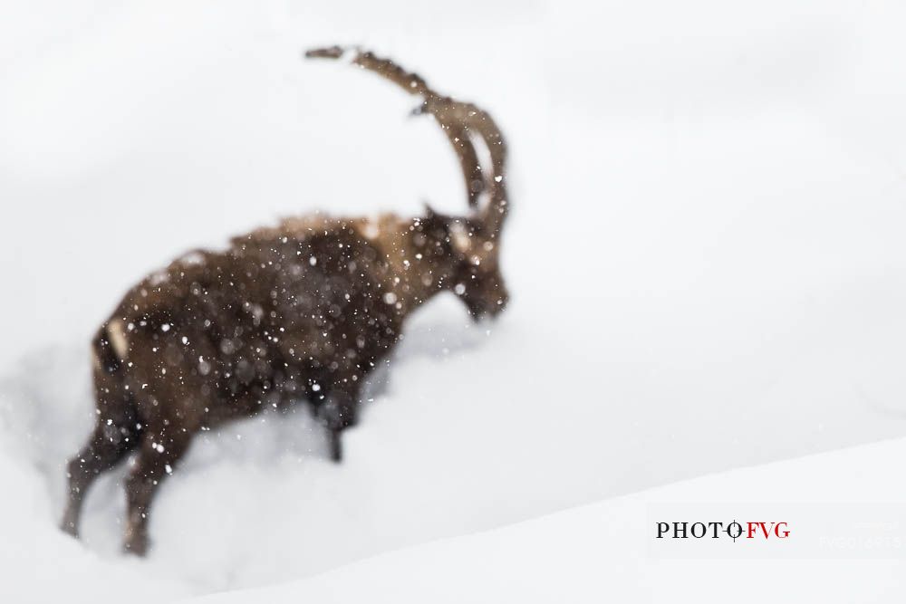 the out - of focus shape of an alpine ibex (capra ibex) seen trough falling snowflakes