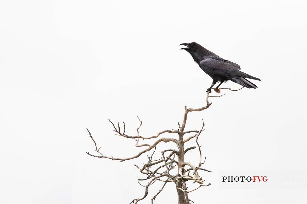  Common Raven