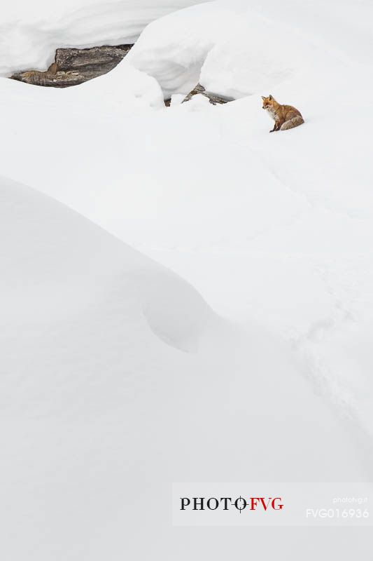 vulpes vulpes - a red splash of colour on the white landscape