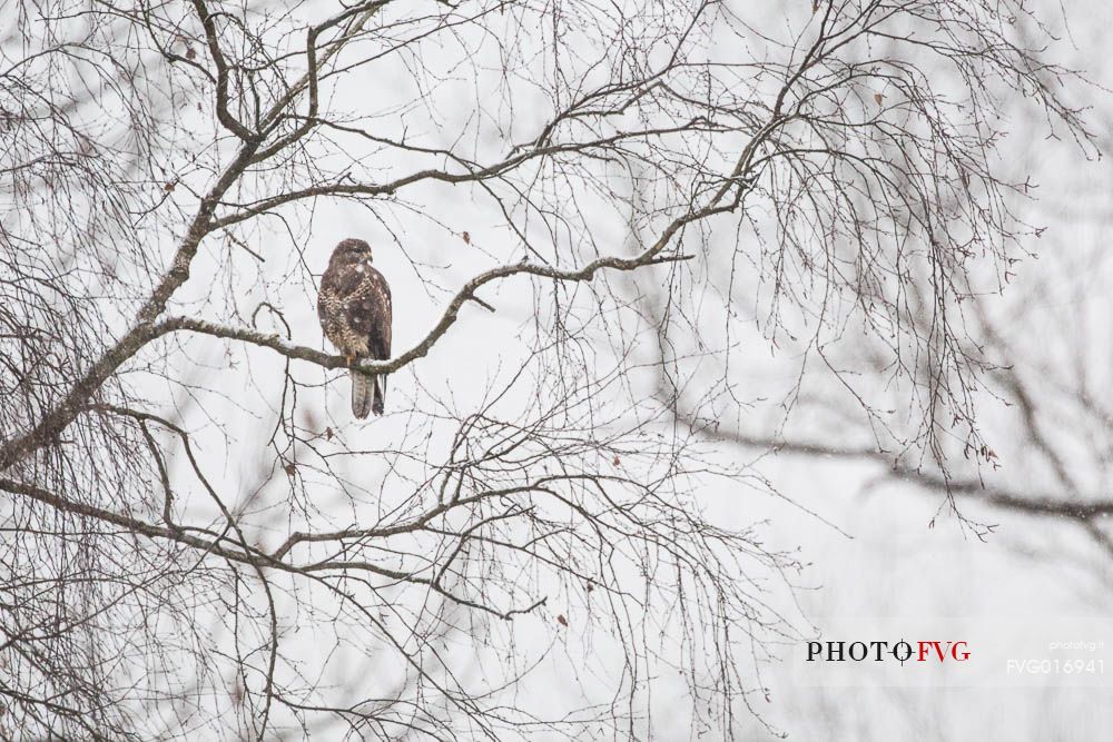 A common buzzard - buteo buteo - during the first snowfall of the year