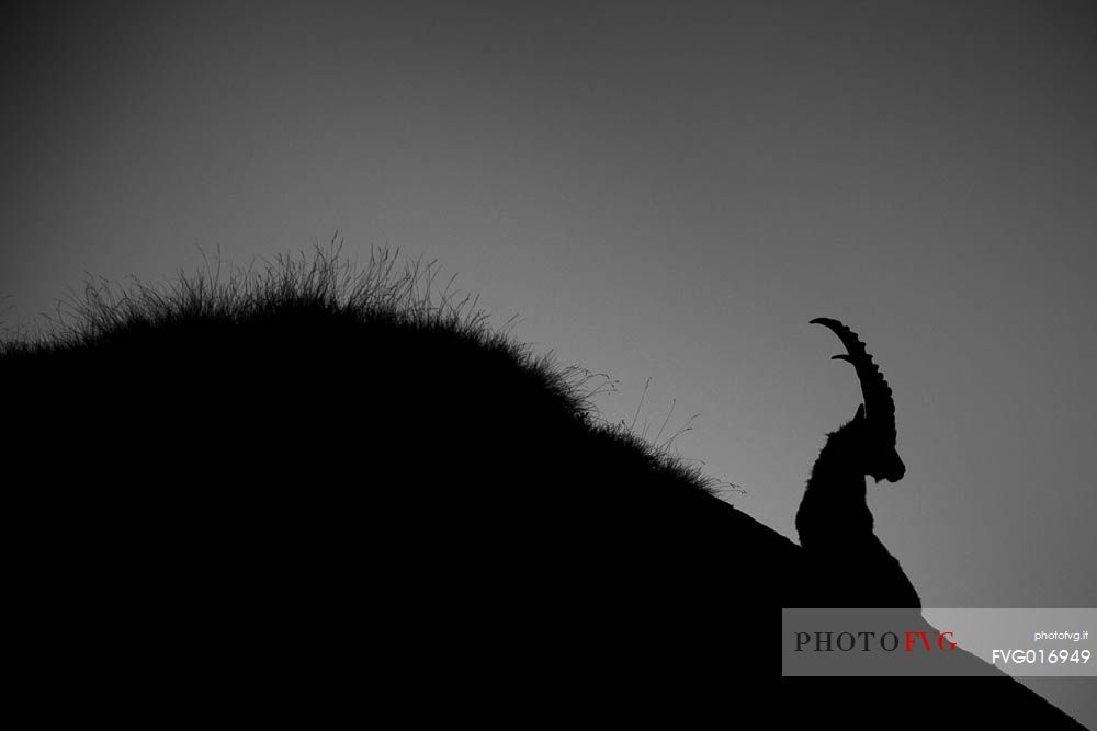 Alpine ibex silhouette 
