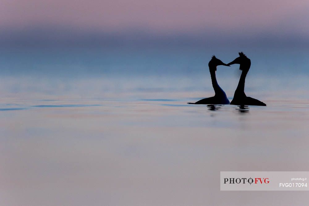 Podiceps cristatus
The silhouette of a couple of  two crested grebes 