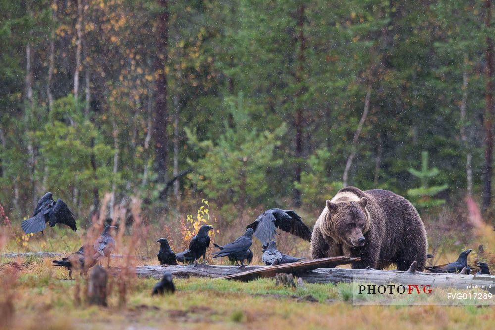 Ursus_arctos
A wild brown bear shares the lunch with a large group of raven