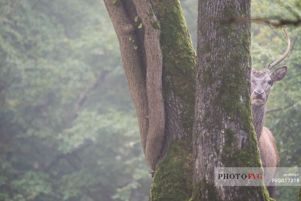 A deer (Cervus Elaphus), seems to spy me partially hidden by tree trunks