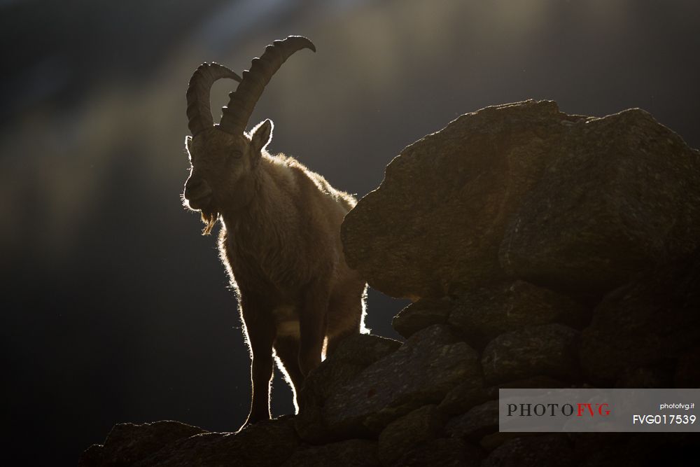 The backlit shape of an alpine ibex in the first rays of the sun
