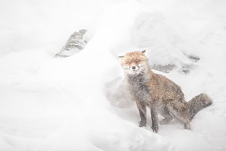 Vulpes vulpes - a red fox during a snowstorm in gran paradiso national park