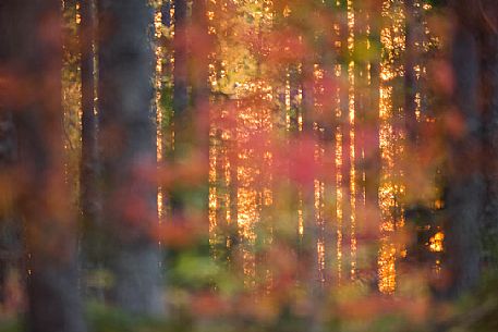 The beautiful lowlight of sunset in the boreal forest through autumn colors