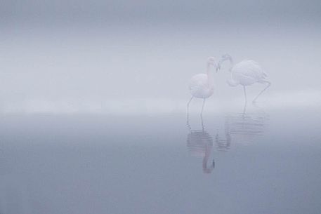 Phoenicopterus roseus - like two dancer in a foggy winter morning
