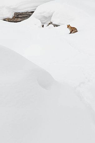 vulpes vulpes - a red splash of colour on the white landscape