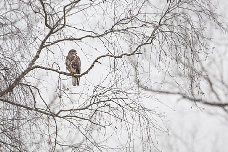 A common buzzard - buteo buteo - during the first snowfall of the year
