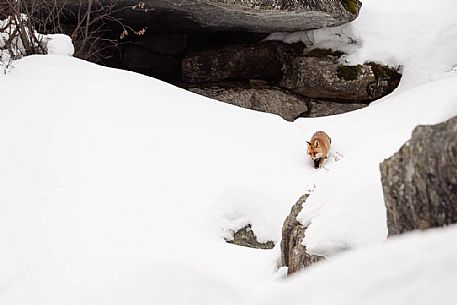Vulpes  vulpes -  a red fox moving in the deep snow - gran paradiso national park