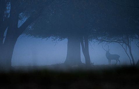 Cervus_elaphus 
A deer like a vision merging from the fog
