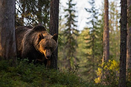 Ursus_arctos
Wild brown bear in the boreal forest at sunset