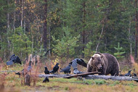 Ursus_arctos
A wild brown bear shares the lunch with a large group of raven