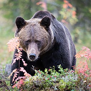 A wild broen bear (ursus arctos) portrait