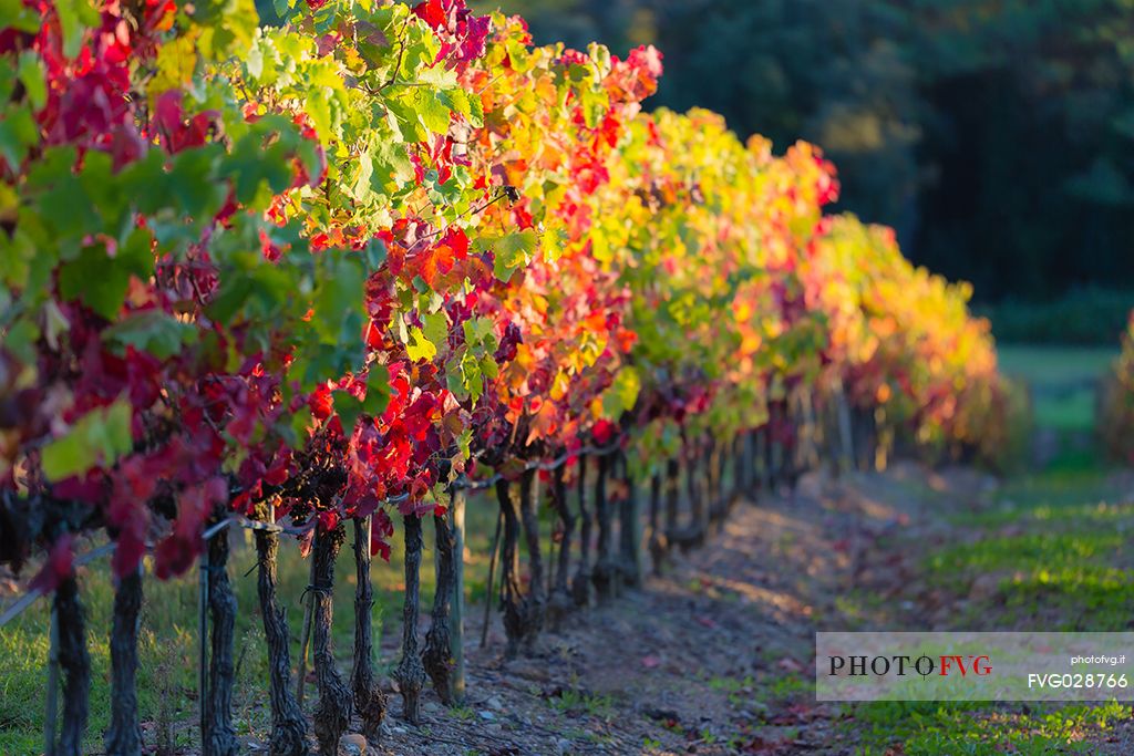 The splendid vineyards of Castello Banfi or Poggio alle Mura castle in a autumnal sunset, Tuscany, Italy