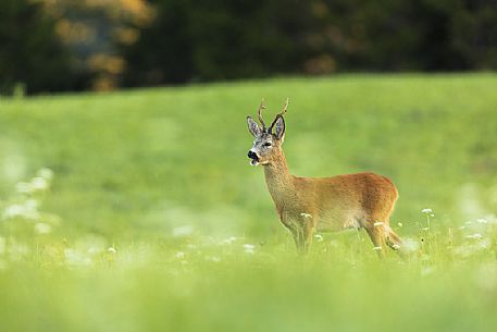 Male roe deer in the morning on the Piana of Fusine, Tarvisio, Italy