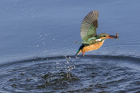 A common Kingfisher, Alcedo Atthis, fishing in Durankulak lake, Bulgaria