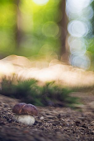 A little boletus edulis or Porcino mushroom  in the morning light of the Fusine forest, in autumn, Julian Alps, Italy