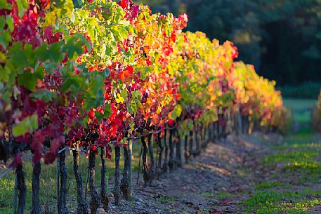 The splendid vineyards of Castello Banfi or Poggio alle Mura castle in a autumnal sunset, Tuscany, Italy