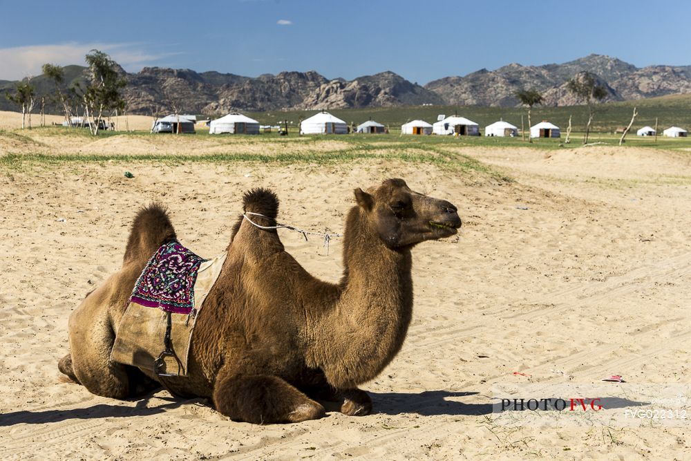 A camel in the so called Mini Gobi Desert in central Mongolia.
