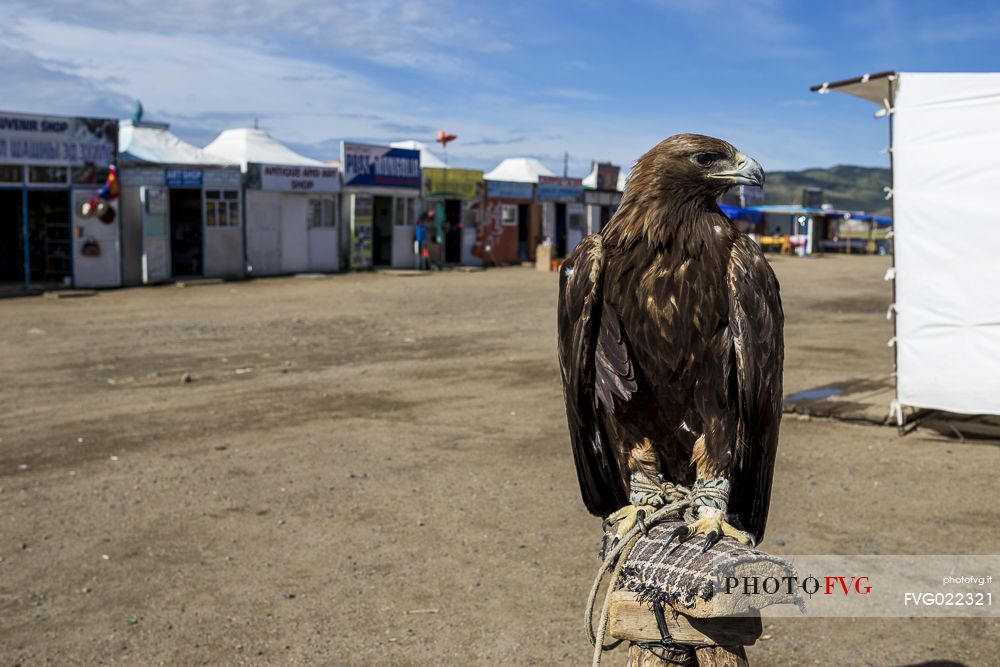 An Hawk in captivity near the Erdene Zuu monastery, vrhangaj, Mongolia
