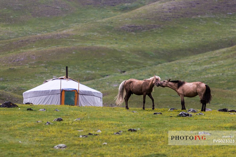 Two horses in front of a traditional mongolian tent called a ger, Mongolia
