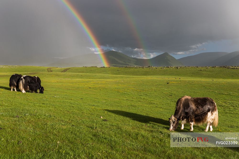 Two rainbows above the mongolian steppe with some yaks, Mongolia