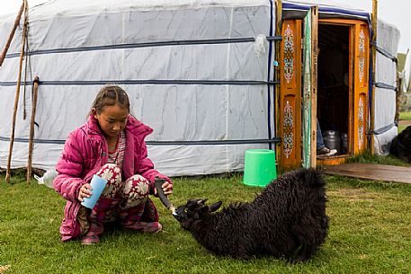 A young girl of a nomadic mongolian family feeds a little goat, Mongolia