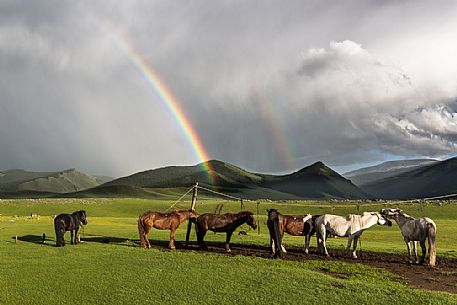 Two rainbows above the mongolian steppe with some horses, Mongolia