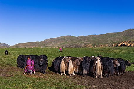 A woman milking the yak in the mongolian steppe,Mongolia